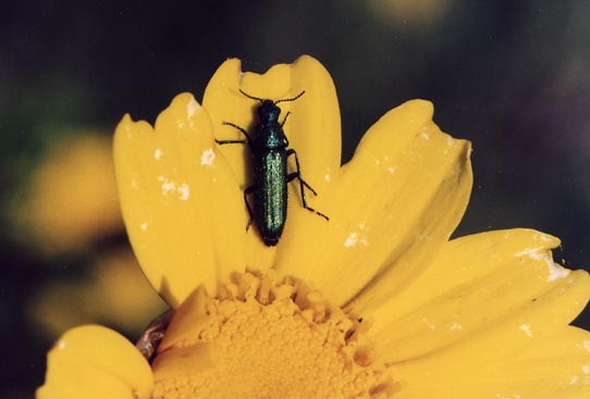 Coleotteri d''aprile: Crioceris, Psilothrix e Pyrochroa